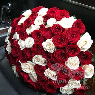 101 красная и белая роза 70 см.