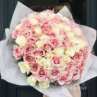 101 розовая и белая роза (Premium)