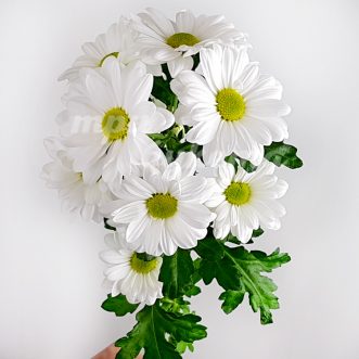 Белая хризантема Бакарди