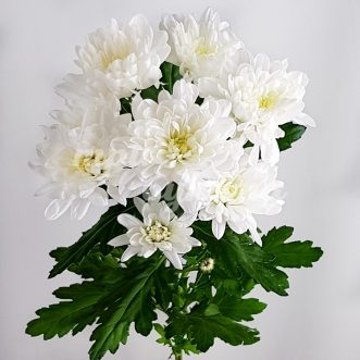 Белая хризантема Балтика