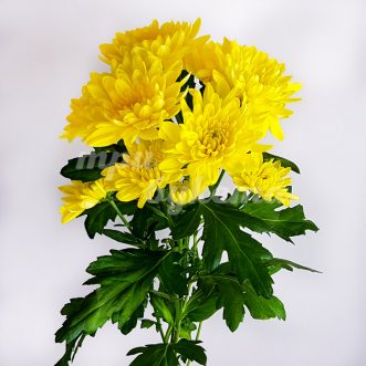 Желтая хризантема Балтика